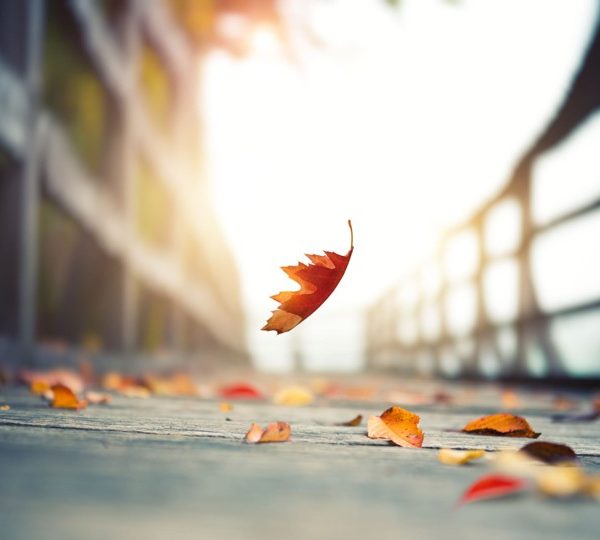 November 2025 Market Recap: Around the World in 30 Days: